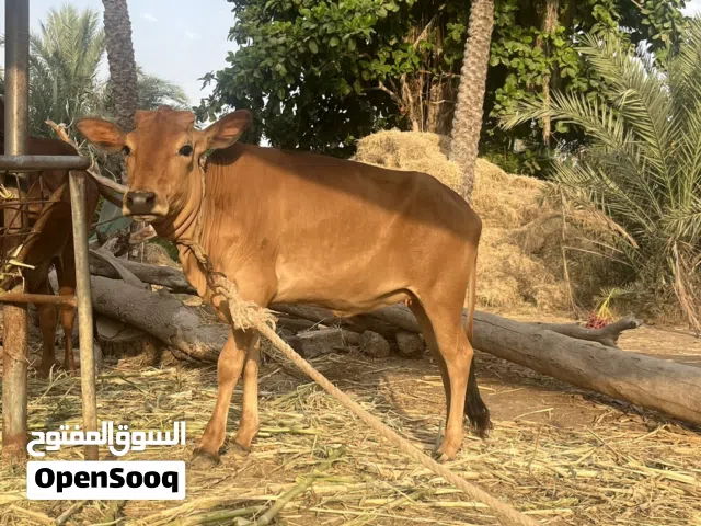 عجله عمانيه