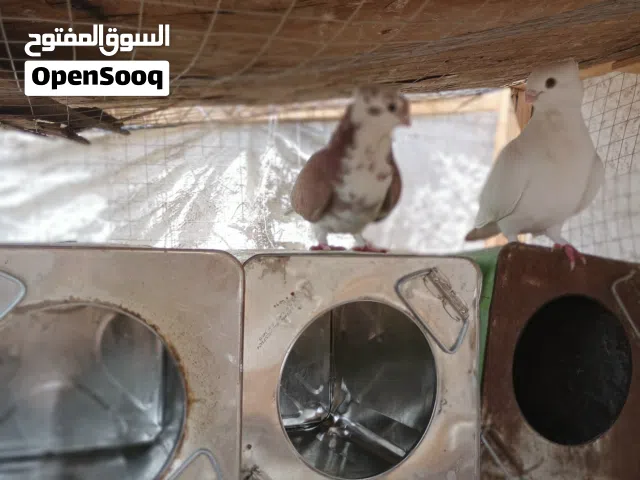 حمام بولندي متوج مكرفت مشرب فاخر اين الربيين  عرطت العرطات