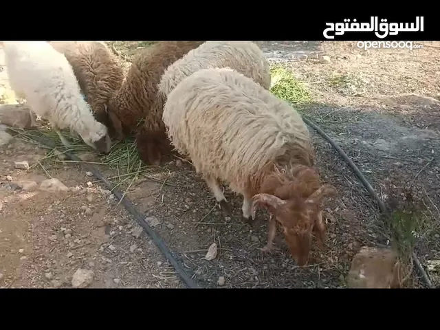 ثلاث خرفان للبيع وسوم عند الغانمين اعمار قريب 8 شهور