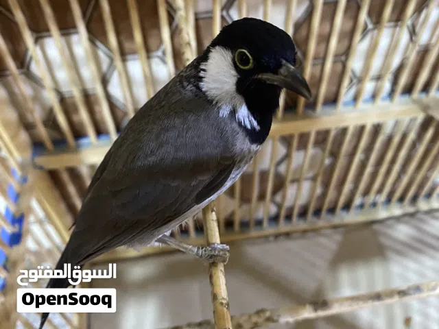 بلبل اليفة سعرة 60 الف العنوان قبلة البصرة