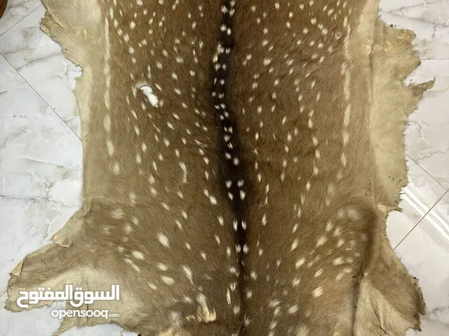 جلد غزال اصلي 

Original deer skin