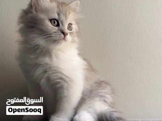 للبيع قطط صغار كتن