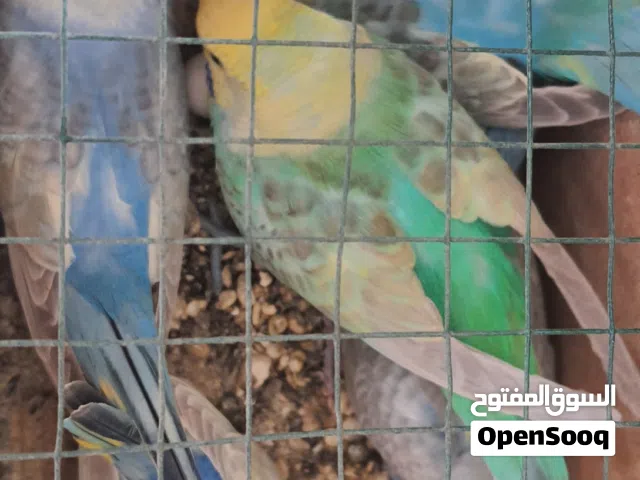 زوج طيور حب رينبو تركيبه للبيع