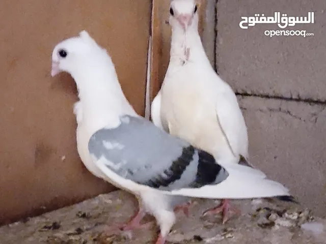 افراخ ارافل