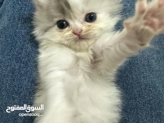 Cute small kitten from British Scottish mother and Persian father