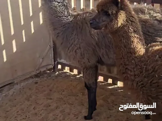 انثى لاما و ذكر البكا مطعمين و صحتهم ممتازه