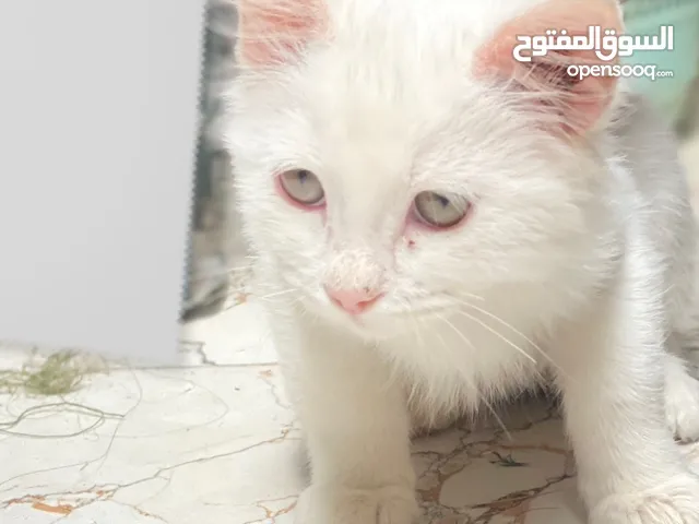 قطة شيرازي ذكر العمر 4 اشهر