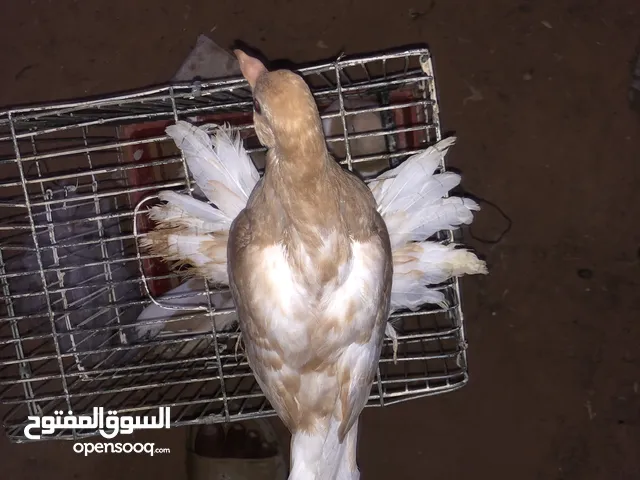 انتاج حمام هزاز مواصفات ربي يبارك