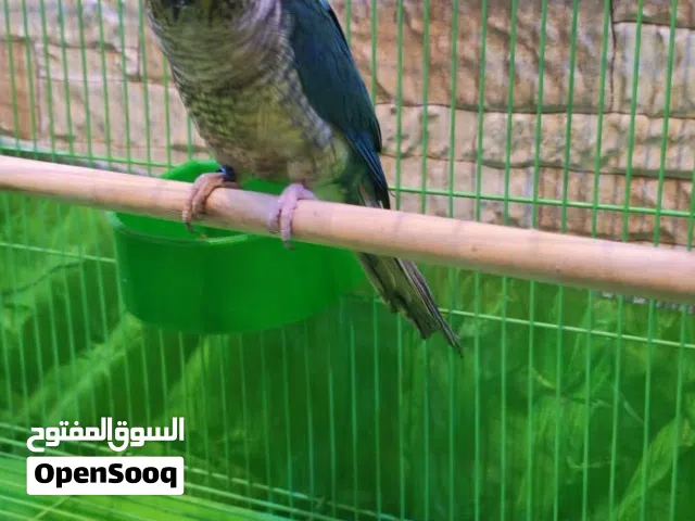 مطلوب مطلوب زوج كنيور جواهن افراخ