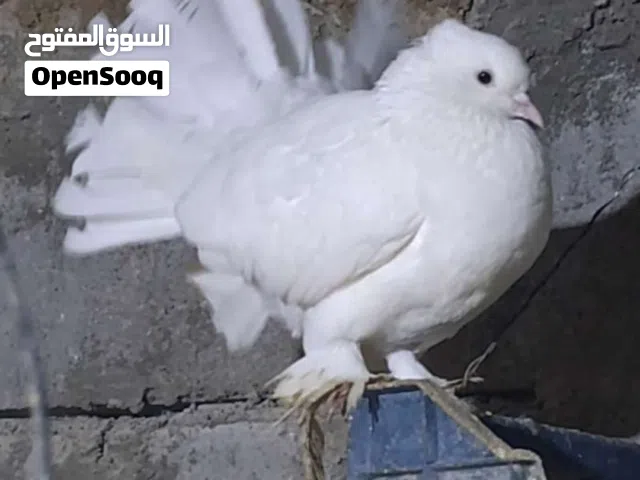حمام عدد 50 زوج منوع عرايس ؛ هنداوي؛ زاجل رصاصي ابيض اسود ورمادي ؛ تار زوجين ؛ اورفلي؛