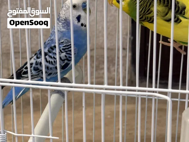 4 جواز حب شغالات