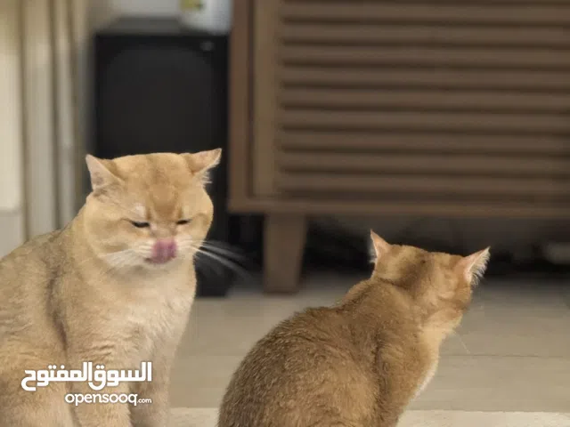 برتش شورت هير British short hair