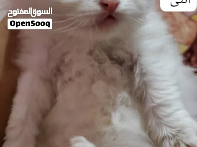 قطط لي بيع تعز الحوبان يوجود خدمات توصل