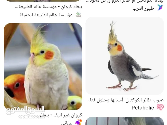 مطلوب بغبغاء كروان او بغبغا روز بسعر عرطه