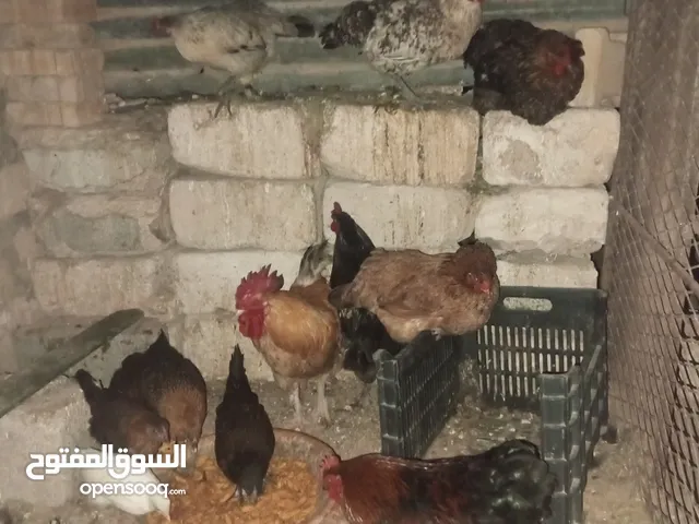 دجاج عربي عتاتيق 4شهورونص عتاتيق شهرين