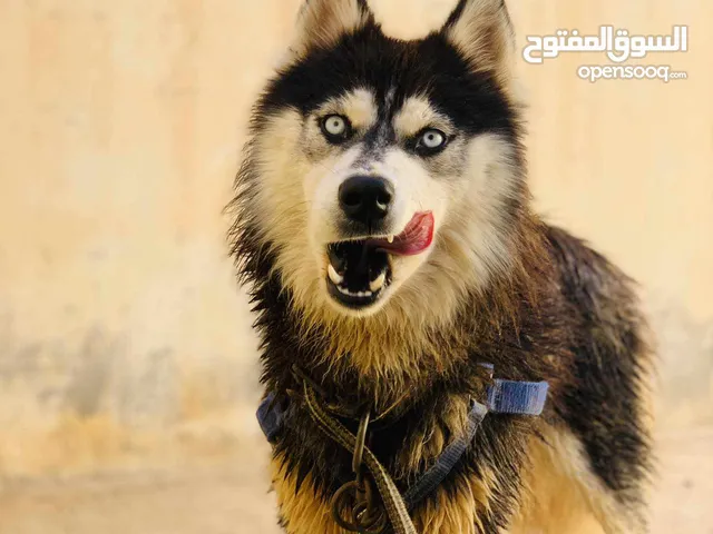 السلام عليكم ندور في انته هاسكي للبيع