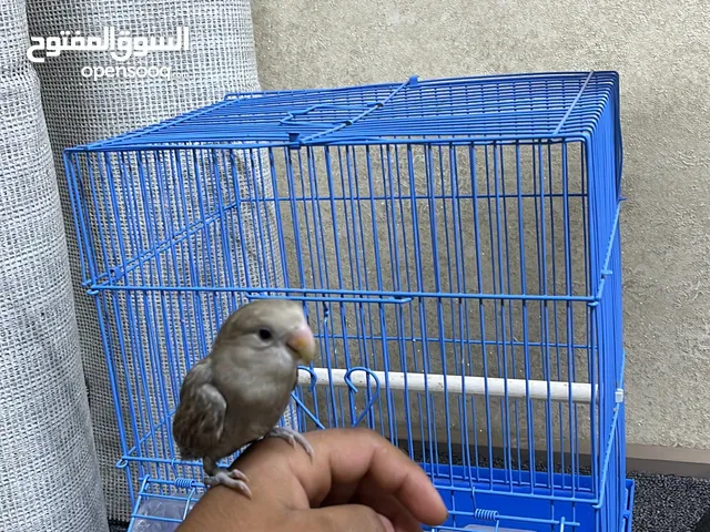 للبيع لاف بيرد أليف