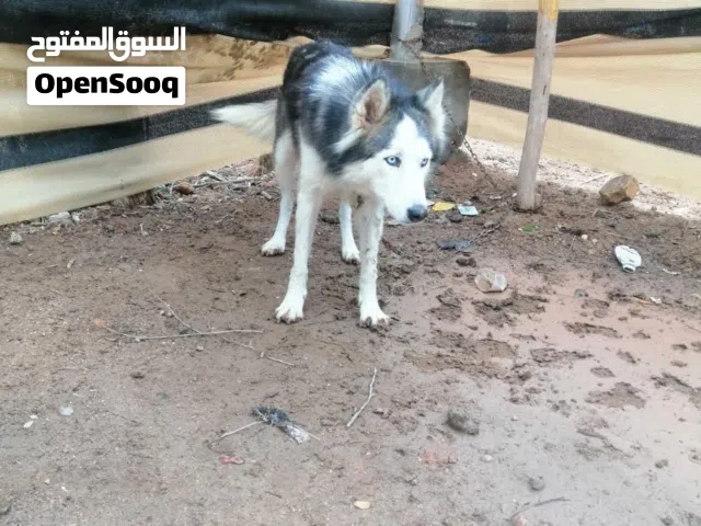 نثيه هاسكي للبيع السعر 100 العيون كرستال واليفة