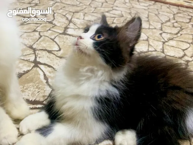 السلام عليكم قطط شيرازي للبيع لعوبات ولطيفات ذكر وانثى الصحه جيدا جدا والعمر 4اشهر