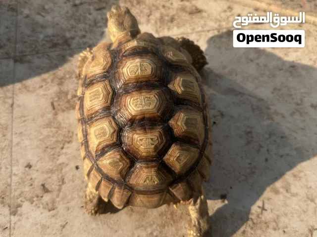 Sulcata tortoises