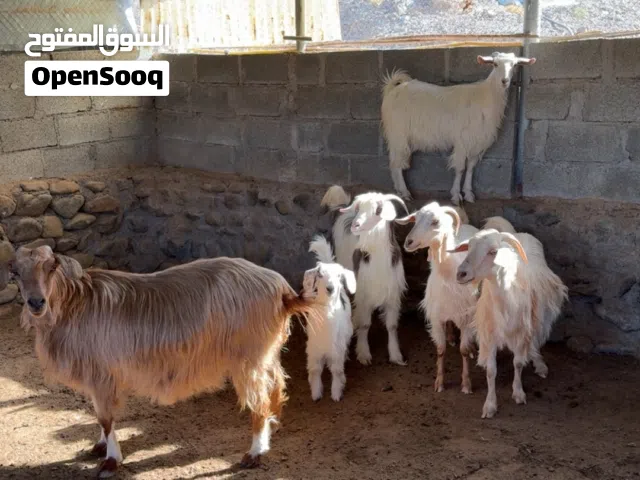 اغنام من حلال الرحوب و الجواميد
