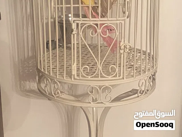قفص طيور كلاسيكي