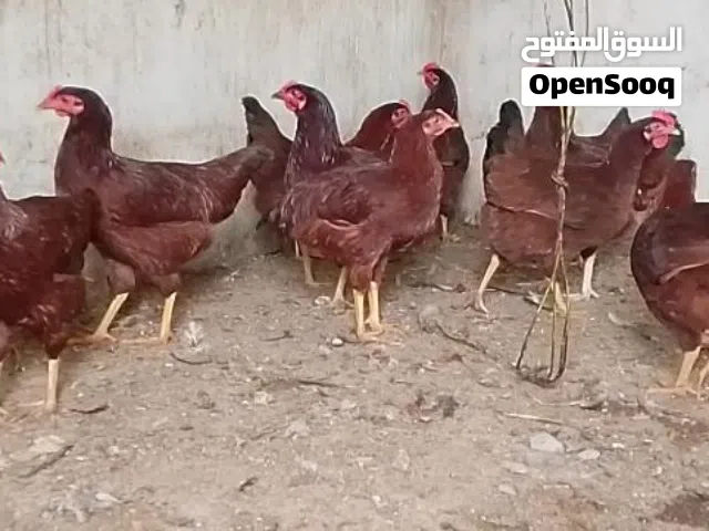 دجاج العسلي الحجم الضخم