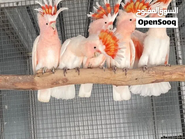 Cockatoos Birds