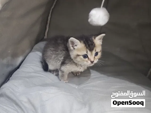 للبيع مستعجل كيتن سكتش فولد