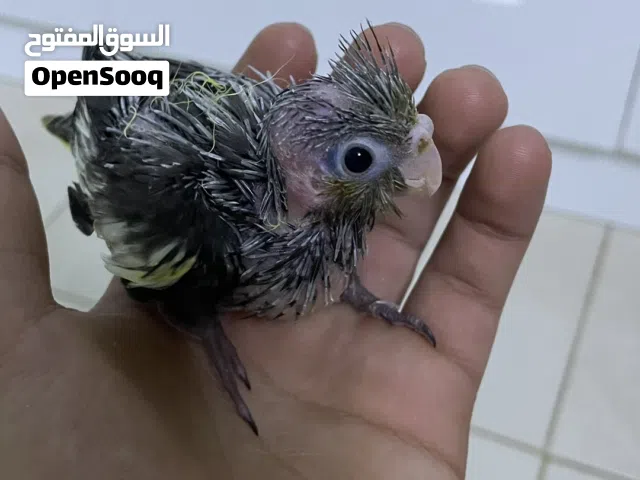 فرخ كوكتيل نورمل