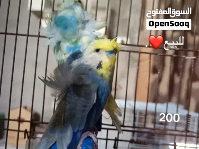 كوبية هكورمو رينبو