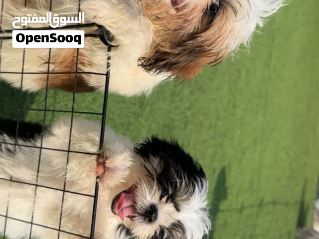 كلبين شيتزو مع الأكل و البيت