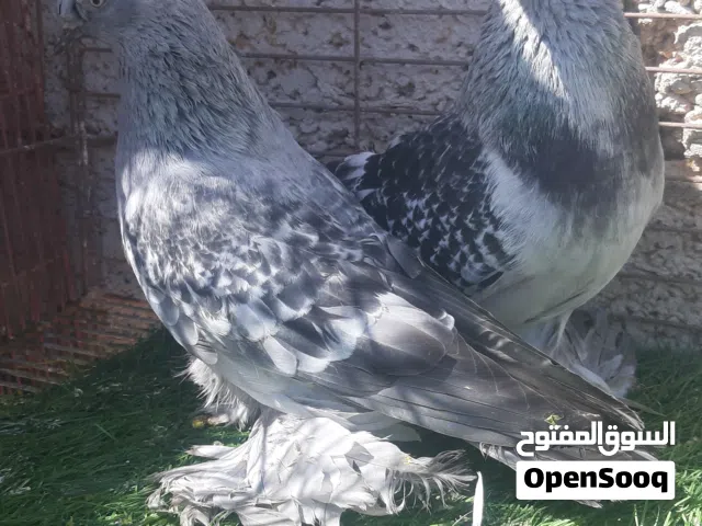 جوز شرشلي ماشاء الله