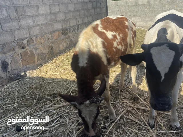 عجل زين للبيع او البدل بما يناسب