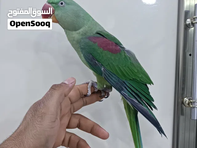 درة نيبالي