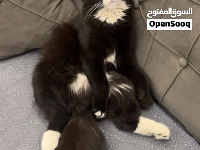 قطط للبيع نظيفات