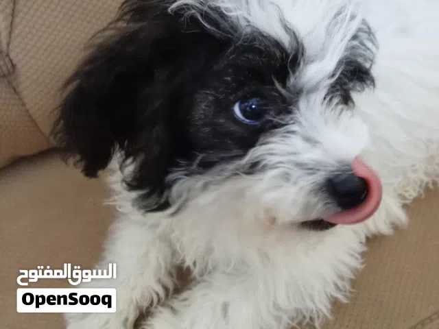 جرو مالتيبو / مالتيز مكس مميز للبيع عمر 3 أشهر