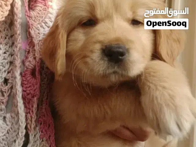 Golden retriever Puppies