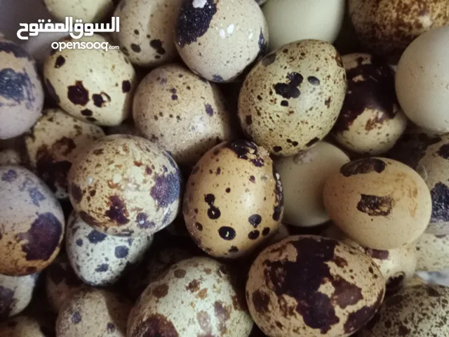 بيض السمان طيو الفري