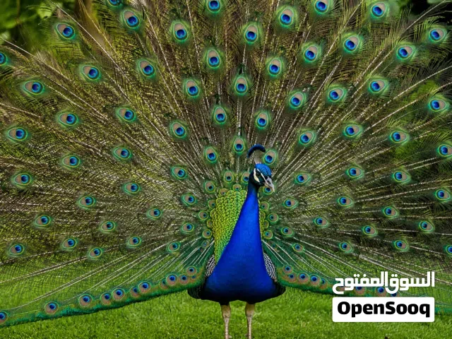 السلام عليكم عندي زوج طاوس فحله هندي /البصره/زبير