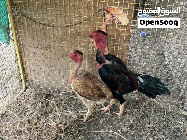 للبيع دجاج فيتنامي اقرا الوصف