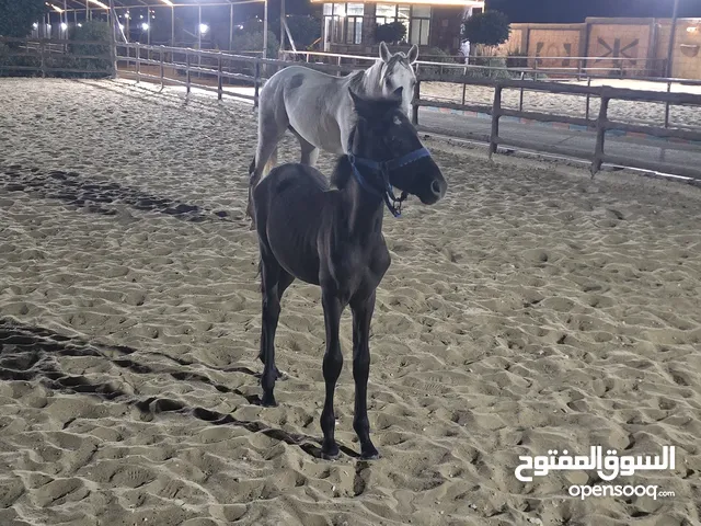الهم صلي على محمد مهرر حرررررقق للبيع عمر 5شهور و نص سعرررر الحرق التواصل خاص اهلا وسهلا بالجميع