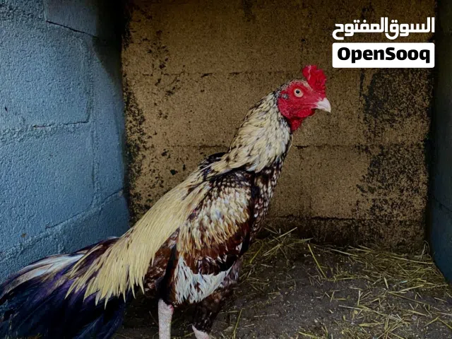 ديك باكستاني