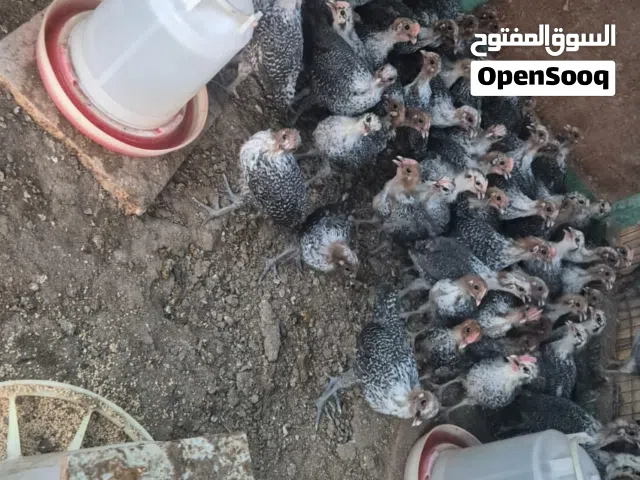 صيصان الفيومي كلاسك