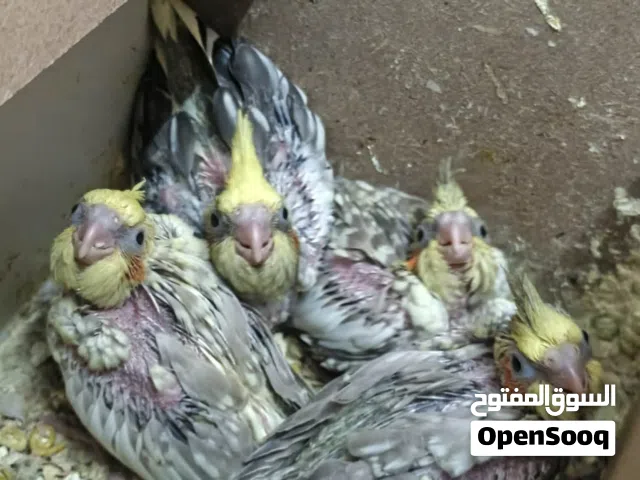 جوز كوكتيل معهم 4 فراخ الطيره اليفه زق يدوي مع قفص 4 معالف وكوخ اقرا الوصف..........................