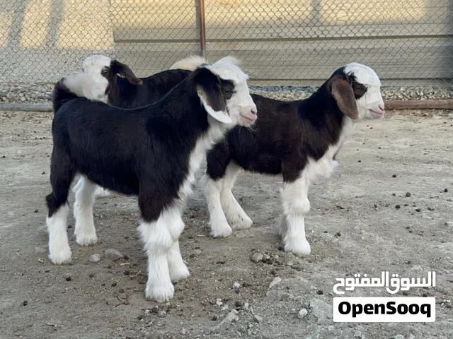 جدايا / تيوس 3 رحبيات اصليات للبيع