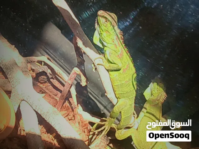 كل جديد فقط لدينا النوادر متوفر اغوانا بالون الاخضر والخمرى الجذاب الجميل اليفات صحه ممتازة ومتوفر ب