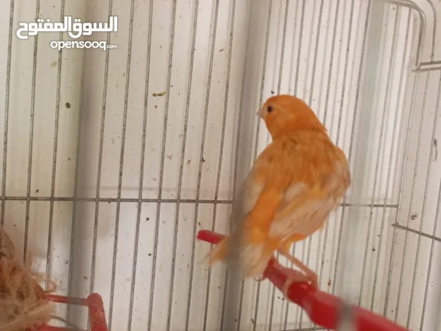 جوز كنار للبيع تحتيهم بيض