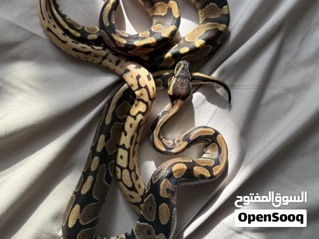 بول بايثون