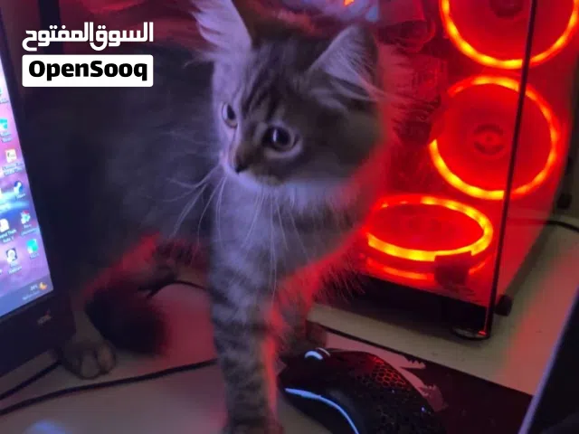 قطه للبيع 100